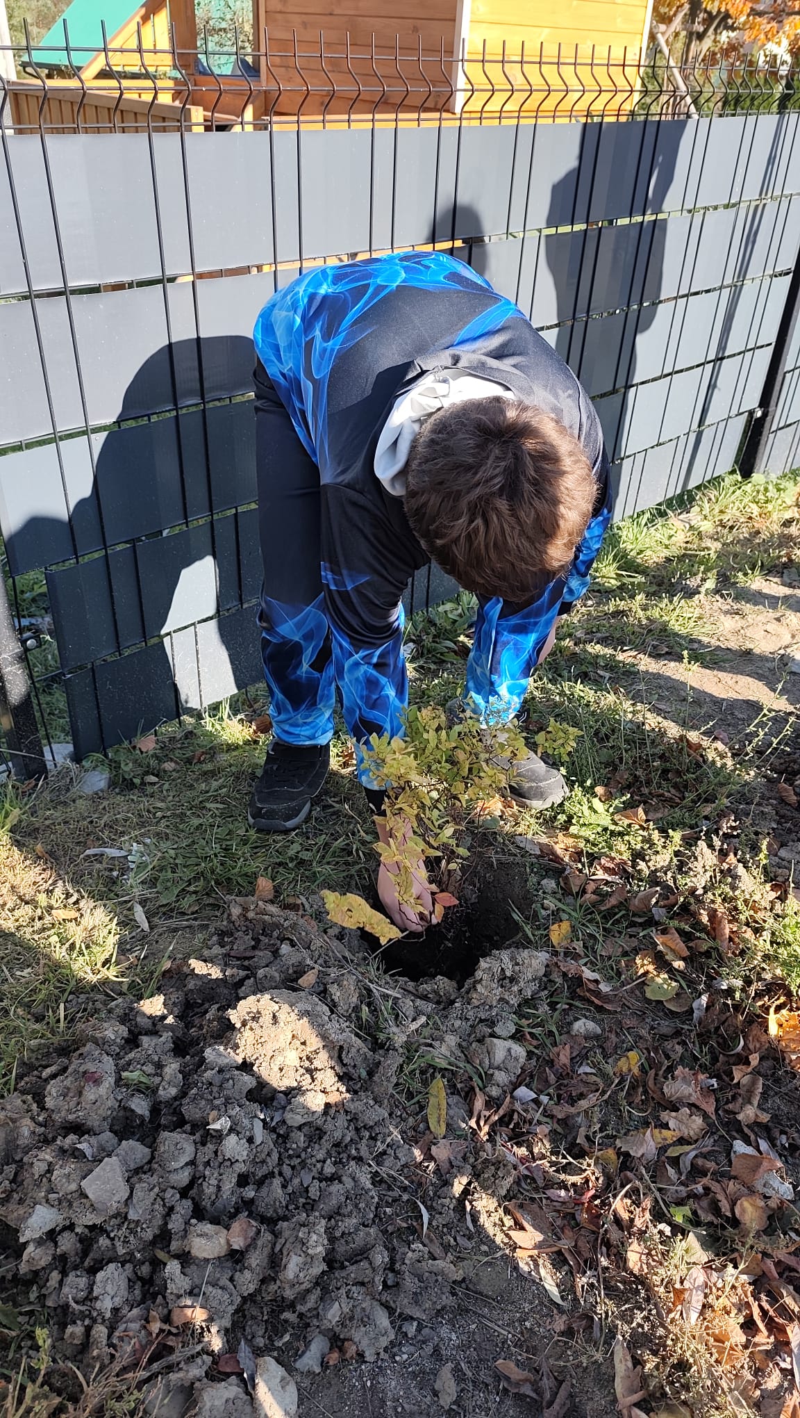 Osoba w kolorowym stroju sadzi małą roślinę w ziemi obok szarego płotu. Ziemia jest wzruszona, widać liście.